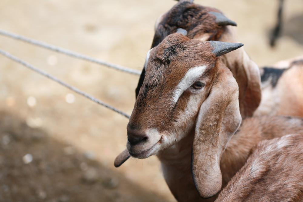 Image for qurbani
